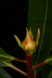 Protea cynaroides RCP2-06 029.jpg